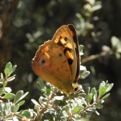 Heteronympha penelope at Paddys River, ACT - 28 Feb 2021 12:57 PM