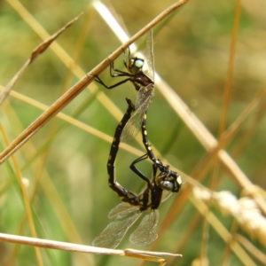 Synthemis eustalacta at Paddys River, ACT - 28 Feb 2021