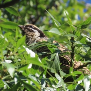 Eudynamys orientalis at Griffith, ACT - 2 Mar 2021