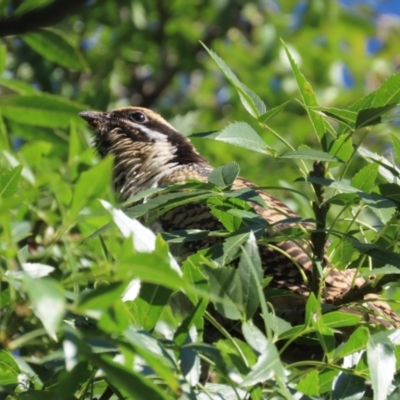 Eudynamys orientalis (Pacific Koel) at Griffith, ACT - 2 Mar 2021 by roymcd