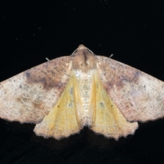 Mnesampela privata (Autumn Gum Moth) at Ainslie, ACT - 1 Mar 2021 by jb2602