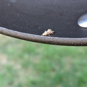 Salticidae (family) at Ainslie, ACT - 2 Mar 2021