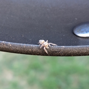 Salticidae (family) at Ainslie, ACT - 2 Mar 2021