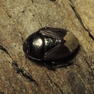 Cydnidae (family) at Conder, ACT - 3 Dec 2016 03:03 AM