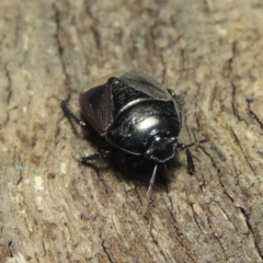 Cydnidae (family) at Conder, ACT - 3 Dec 2016 03:03 AM