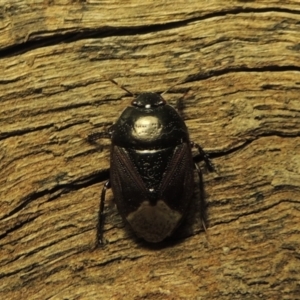 Cydnidae (family) at Conder, ACT - 3 Dec 2016 03:03 AM