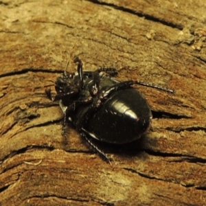 Cydnidae (family) at Conder, ACT - 3 Dec 2016 03:03 AM