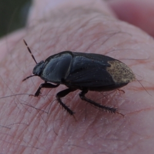 Cydnidae (family) at Tuggeranong DC, ACT - 10 Dec 2016 08:38 PM