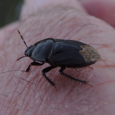 Cydnidae (family) (Burrower bug) at Pine Island to Point Hut - 10 Dec 2016 by michaelb