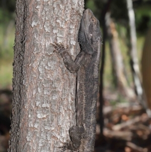 Pogona barbata at Acton, ACT - 28 Feb 2021