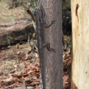 Pogona barbata at Acton, ACT - 28 Feb 2021