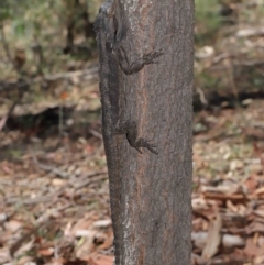 Pogona barbata at Acton, ACT - 28 Feb 2021