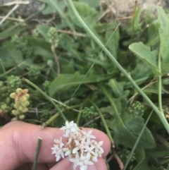 Sedum album (White Stonecrop) at Curtin, ACT - 27 Feb 2021 by Tapirlord