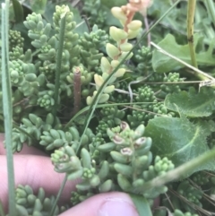 Sedum album at Curtin, ACT - 27 Feb 2021 02:59 PM