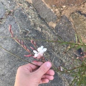 Oenothera lindheimeri at Curtin, ACT - 27 Feb 2021