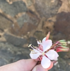 Oenothera lindheimeri at Curtin, ACT - 27 Feb 2021