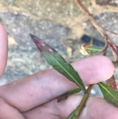 Oenothera lindheimeri at Curtin, ACT - 27 Feb 2021