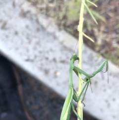 Pseudomantis albofimbriata (False garden mantis) at Phillip, ACT - 1 Mar 2021 by Tapirlord