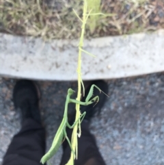 Pseudomantis albofimbriata at Phillip, ACT - 2 Mar 2021