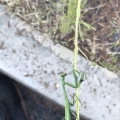 Pseudomantis albofimbriata at Phillip, ACT - 2 Mar 2021