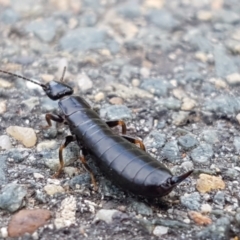 Anisolabididae (family) (Unidentified wingless earwig) at Lyneham Wetland - 3 Mar 2021 by trevorpreston