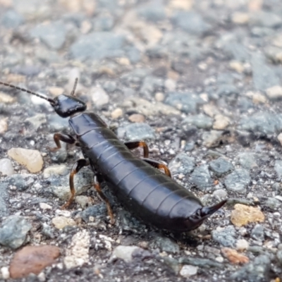Anisolabididae (family) (Unidentified wingless earwig) at Lyneham Wetland - 3 Mar 2021 by trevorpreston