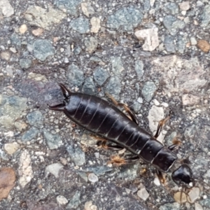 Anisolabididae (family) at Lyneham, ACT - 3 Mar 2021