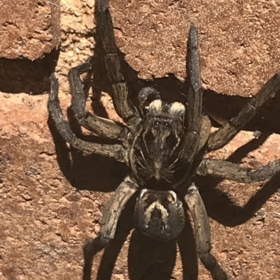 Tasmanicosa sp. (genus) (Unidentified Tasmanicosa wolf spider) at Lyneham, ACT - 2 Mar 2021 by Tapirlord