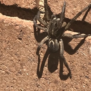 Tasmanicosa sp. (genus) at Lyneham, ACT - suppressed