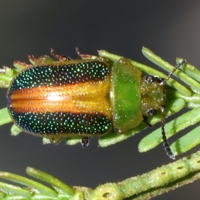 Calomela parilis (Leaf beetle) at Majura, ACT - 2 Mar 2021 by jb2602