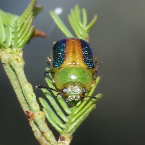 Calomela parilis at Majura, ACT - 2 Mar 2021