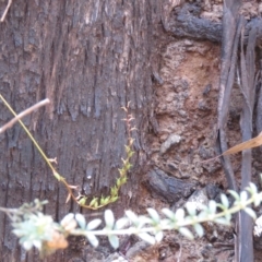 Stylidium armeria subsp. armeria at Cotter River, ACT - 2 Mar 2021