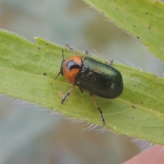 Aporocera (Aporocera) consors (A leaf beetle) at Pine Island to Point Hut - 31 Jan 2021 by michaelb