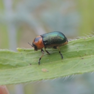 Aporocera (Aporocera) consors at Greenway, ACT - 31 Jan 2021