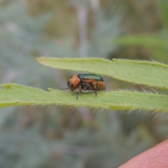 Aporocera (Aporocera) consors at Greenway, ACT - 31 Jan 2021