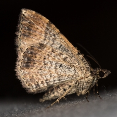 Larentiinae (subfamily) (A geometer moth) at Melba, ACT - 18 Feb 2021 by Bron
