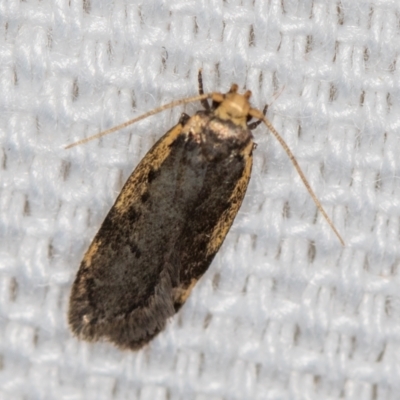 Hoplostega ochroma (a Eulechria Group moth) at Melba, ACT - 18 Feb 2021 by Bron