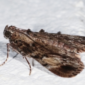 Salma cinerascens at Melba, ACT - 22 Feb 2021 12:29 AM