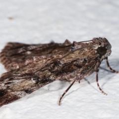 Salma cinerascens at Melba, ACT - 22 Feb 2021 12:29 AM