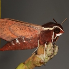 Hippotion scrofa (Coprosma Hawk Moth) at Melba, ACT - 21 Feb 2021 by kasiaaus