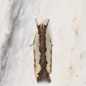 Ardozyga mesochra and similar species at Melba, ACT - 22 Feb 2021