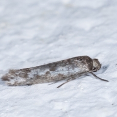 Lepidoptera provisional species 1 at Melba, ACT - 22 Feb 2021