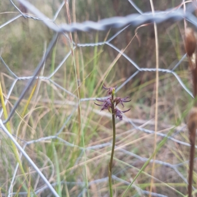 Corunastylis ostrina at Mongarlowe, NSW - 23 Feb 2021 by MelitaMilner