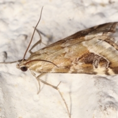 Hellula hydralis (Cabbage Centre Moth) at Melba, ACT - 22 Feb 2021 by kasiaaus