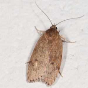 Heliocausta undescribed species at Melba, ACT - 22 Feb 2021