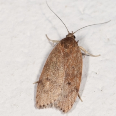 Heliocausta undescribed species (A concealer moth) at Melba, ACT - 21 Feb 2021 by kasiaaus