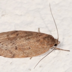 Heliocausta undescribed species at Melba, ACT - 22 Feb 2021