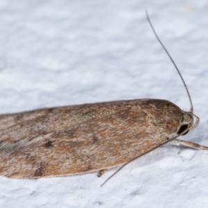 Heliocausta undescribed species at Melba, ACT - 22 Feb 2021