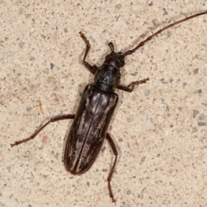 Pachydissus sp. (genus) at Melba, ACT - 22 Feb 2021