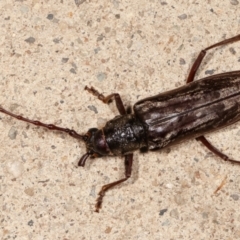 Pachydissus sp. (genus) at Melba, ACT - 22 Feb 2021